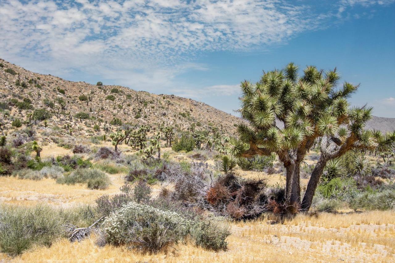 Peaceful Home With Nature Views & Trail Access Yucca Valley Exterior foto